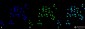 ATG5 Antibody 